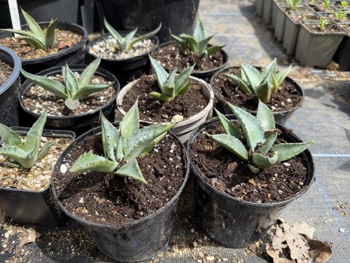 Agave ovatifolia plant - 3, x