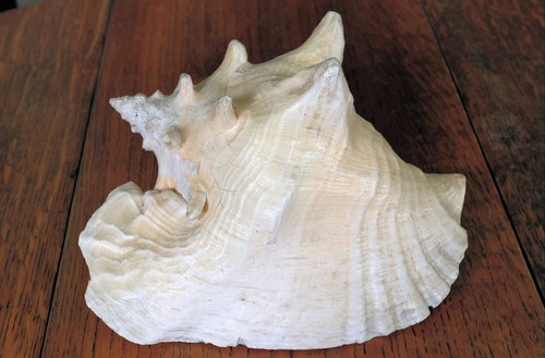 Horned queen conch - horned, large