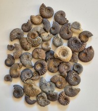 Over 40 Unresearched Ammonies And Ammonite Fragments From An Old UK Collection