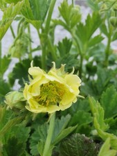 Geum rivale 'Tales of Hex' - 1