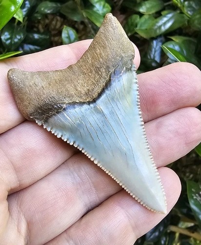Peruvian great white - xl,