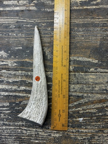 Natural deer antler dog - deer,