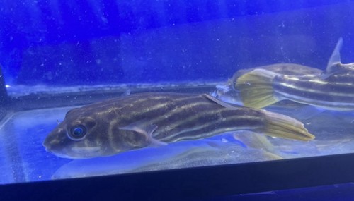 Live tropical fish - tropical, fahaka