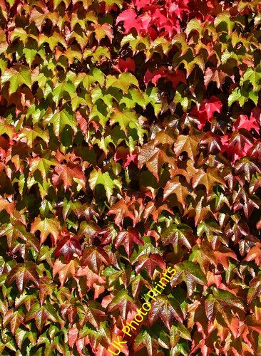 Photo 6x4 virginia creeper - photo,