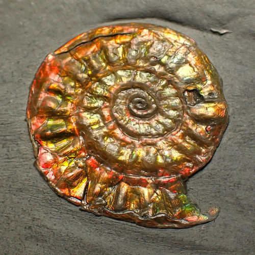 Complete iridescent caloceras - iridescent,