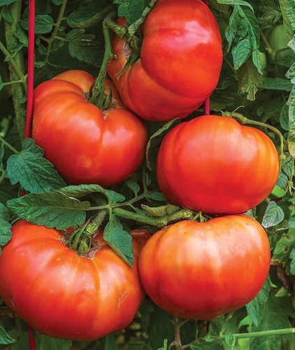 Tomato seeds red - tomato, 50