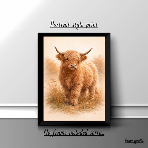 Highland cow calf - highland,