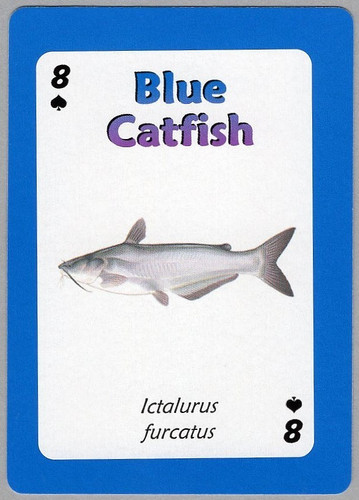 Blue catfish ictalurus - catfish, (ictalurus
