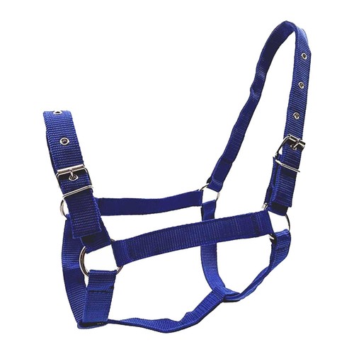 Horse halter harness training - horse,
