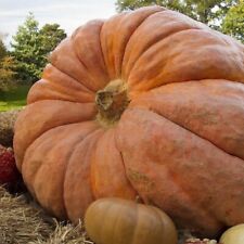 ? 100% Genuine Giant Pumpkin Seeds, Extra Large Pumpkins ? - FREE SHIPPING