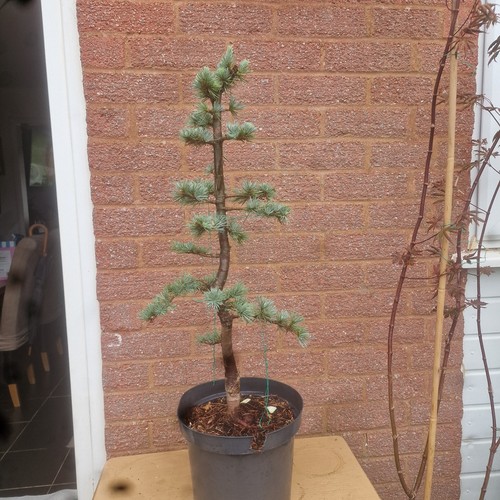 Blue cedar bonsai material - bonsai,