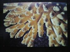 POSTCARD ACROPORA BRITISH MUSEUM ARTIST SIGNED