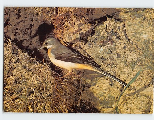 Postcard grey wagtail - postcard,