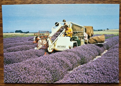 Harvesting the famous - , norfolk