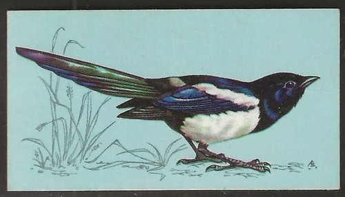 Tetley british birds - (tea)-british,