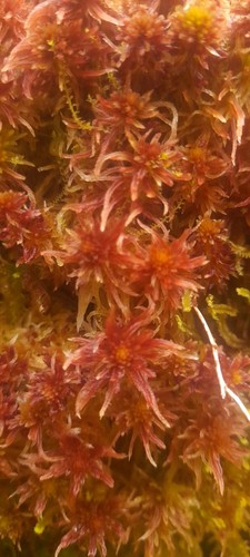 Red sphagnum moss - sphagnum,
