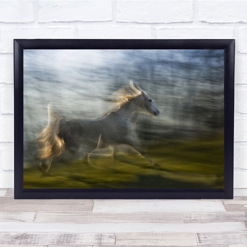 Fast white horse galloping - fast,