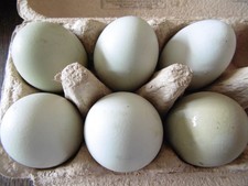 6 x Blue and green large breed