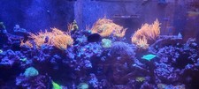 4” Rainbow Bubble Bubble Tip