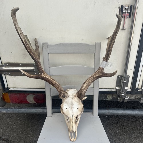 Fallow buck deer skull - fallow,