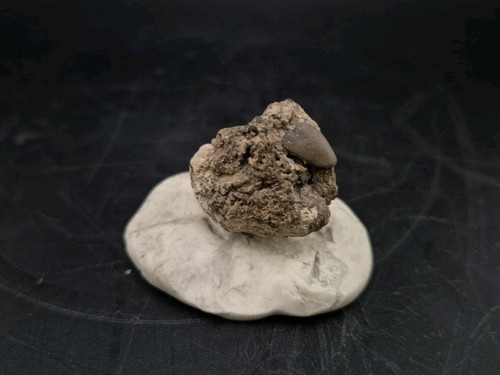 Real fossil dinosaur egg embro - dinosaur,