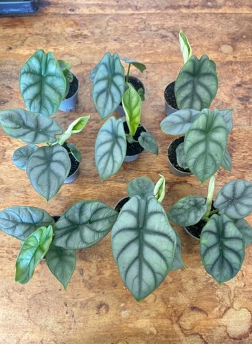 Alocasia silver dragon rare - silver,