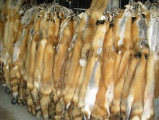 Tanned Red Fox Hides # 1's Fur