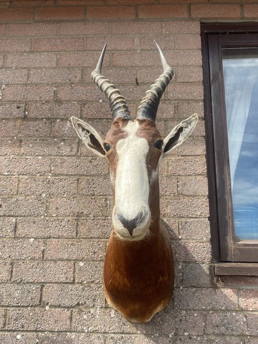 Blesbok ram shoulder - ram,