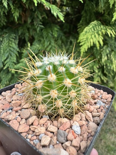 Large flowered echinopsis - flowered,