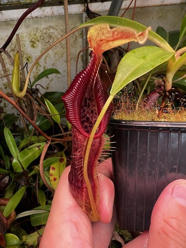 Nepenthes singalana belirang - nepenthes,