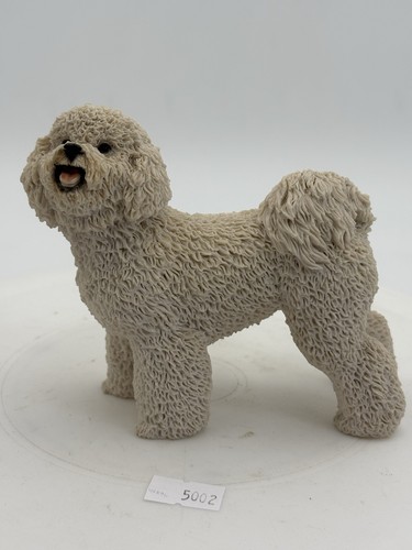 Castagna italy bichon frise - bichon,