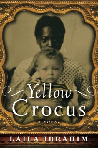 Yellow crocus ibrahim - yellow,