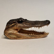 Genuine American Alligator Head Taxidermy Juvenile Louisiana Gator Open Jaw 6”