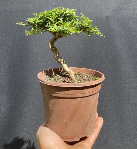 Lonicera pileata bonsai tree - pileata,