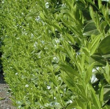 10X 3-4FT EXTRA LARGE CHERRY LAUREL EVERGREEN HEDGING PLANTS TREES IN 3L POTS