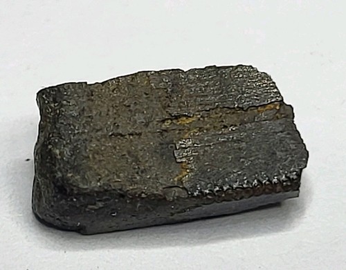 Tyrannosaur serrated tooth - serrated,