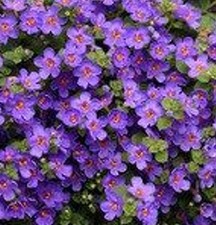 6 Trailing Bacopa Giant Purple
