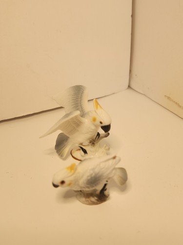 Vtg miniature cockatoo male - vtg,