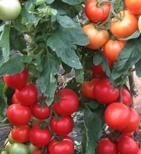 TOMATO 25 SEEDS Super EARLY-83