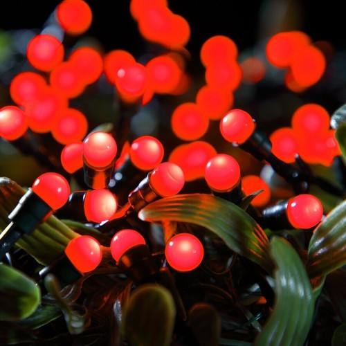 100 red holly berry led - berry,