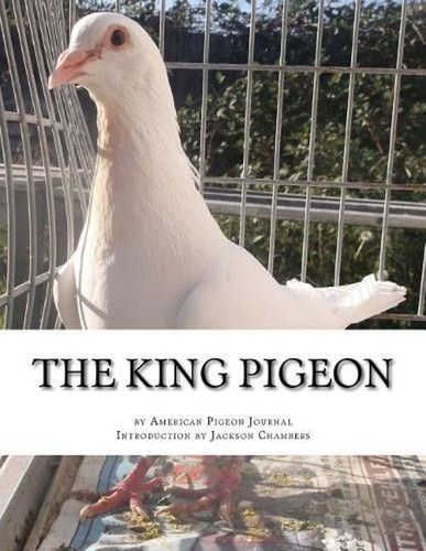 The king pigeon american - pigeon,