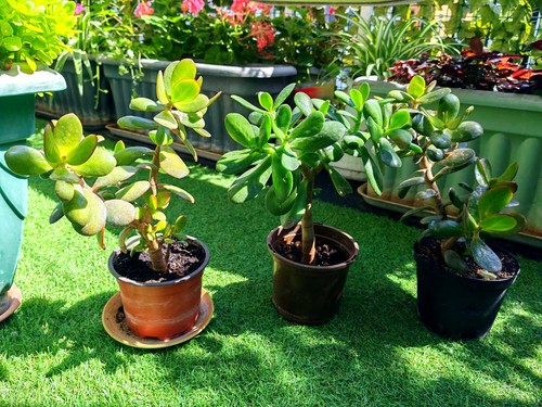 1xjade plant houseplant money - plant,