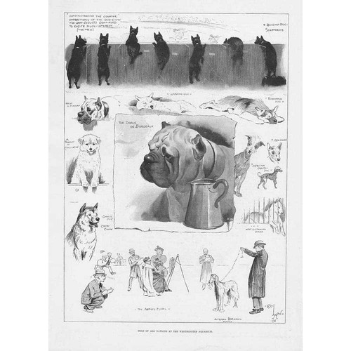 Cecil aldin dogs all - dogs,
