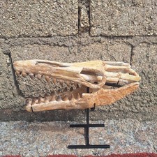 Rare 32 cm Baby Mosasaur Skull