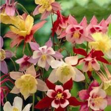 Aquilegia McKana Giant Mixed