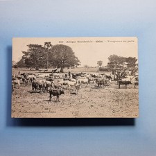 Senegal Postcard C1910 Africa Cattle Farmers & Their Herd