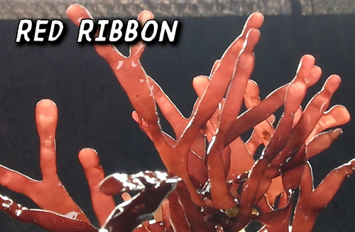 Marine macroalgae frag macro - frag,