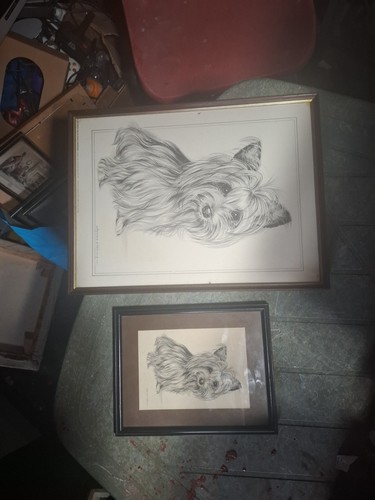 Beautiful yorkshire terrier - beautiful,