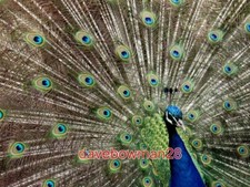 PHOTO  PEACOCK AT AXE VALLEY