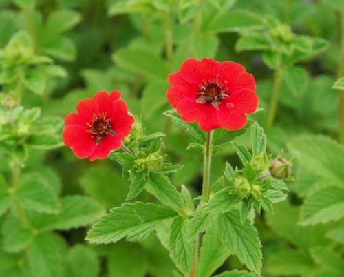 Potentilla atrosanguinea